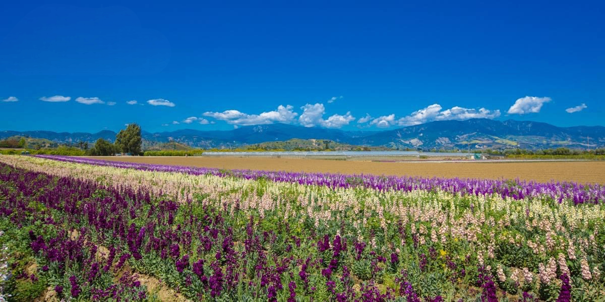 Valley in Bloom