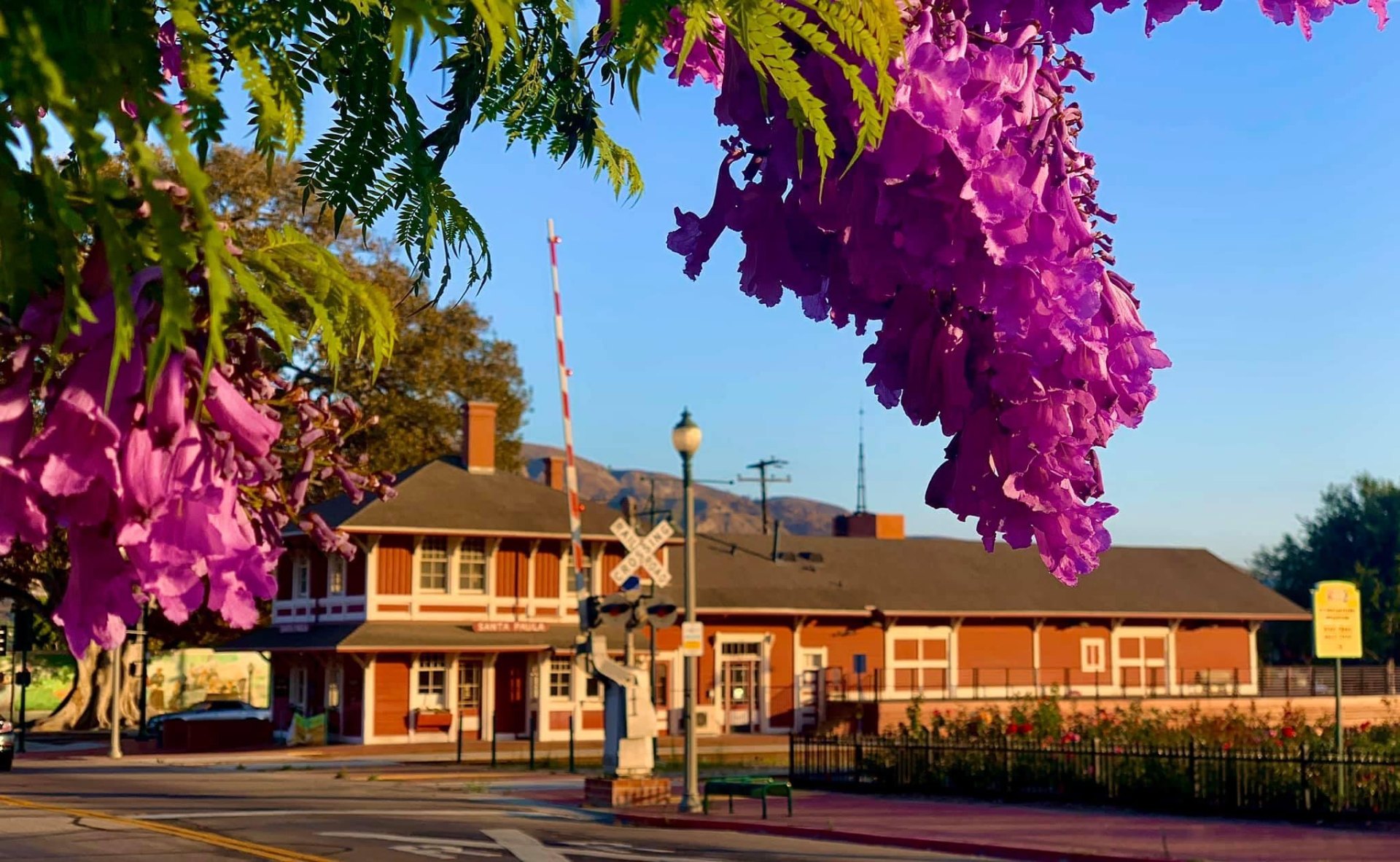 Jacaranda blooms over the Santa Paula depot